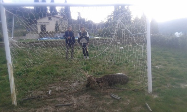 Daino in campo calcio ad Arezzo