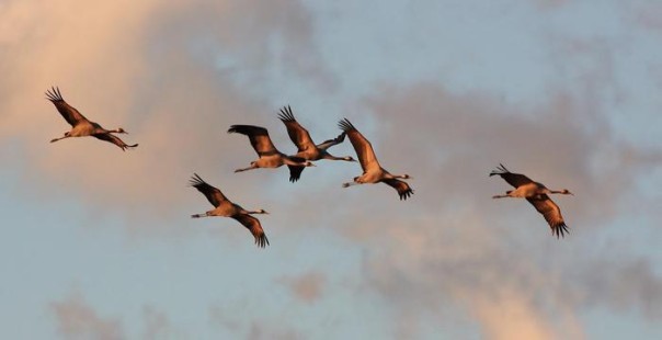 Gru nel padule di Fucecchio