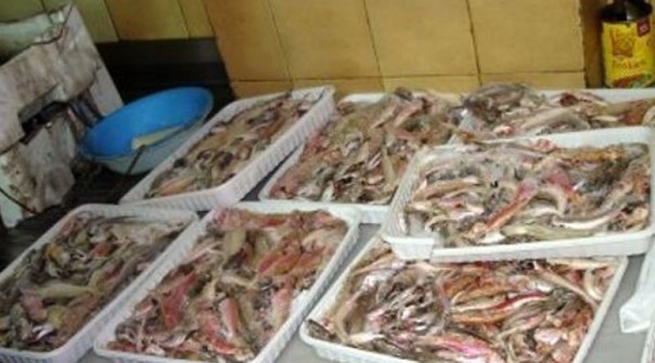 pesce-sequestrato_2_