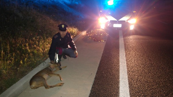 FIRENZE salvataggio caprioli autopalio e SGC