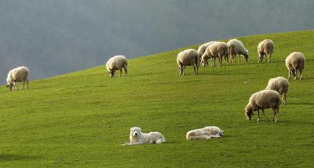 Pecore gregge greggi cane pastore maremmano cucciolo