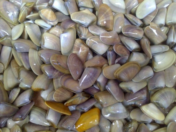 telline_del_litorale_romano