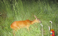 EMPOLI capriolo salvato dalla Polstrada