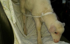 LIVORNO agnelllo salvato dalla Polstrada