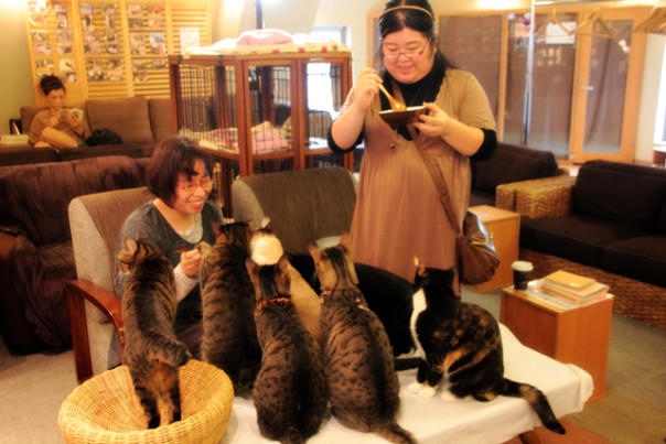 Clienti beate fra i gatti in un Neko Café di Tokio