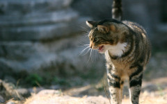 GATTI DI LARGO ARGENTINA