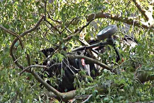Albero cascine passeggino