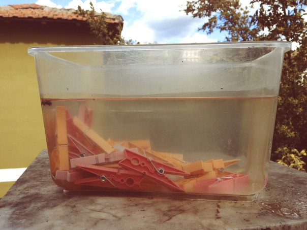 PESCI... MOLLETTA di Sergio Tinti