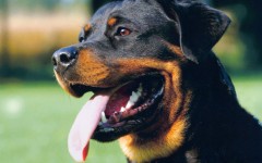 Rottweiler_kopf_2