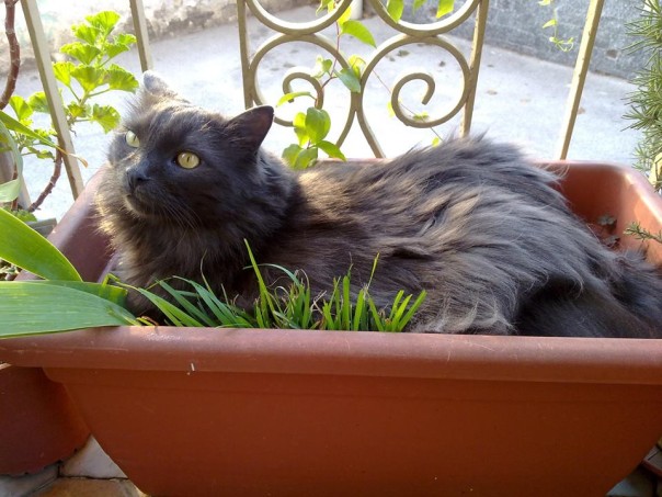 L'immagine di copertina dell'evento su Facebook per il Primo Raduno Nazionale dei Gattari