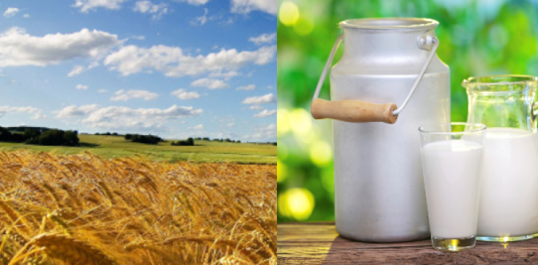 Grano-e-latte--810x400