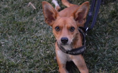 copia-di-nora-stella