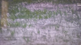 Particolare del terreno di Marassi diventato un acquitrino