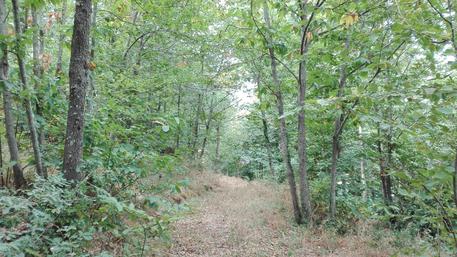 Turismo: bosco Aritzo