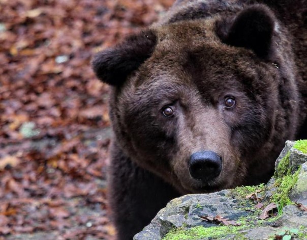 Morto Bruno l'orso 'comunista' del parco di Cavriglia