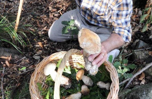 Cercatore cercatori funghi bosco