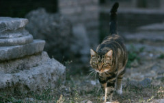 GATTI DI LARGO ARGENTINA