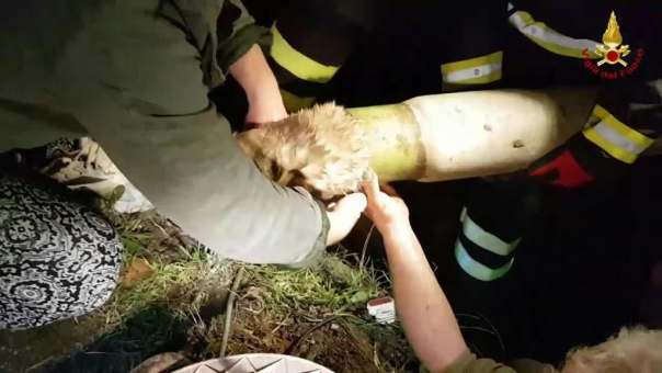 La delicata operazione dei vigili del fuoco, che hanno segato il tubo dell'acqua piovana per liberare il gatto rimasto incastrato