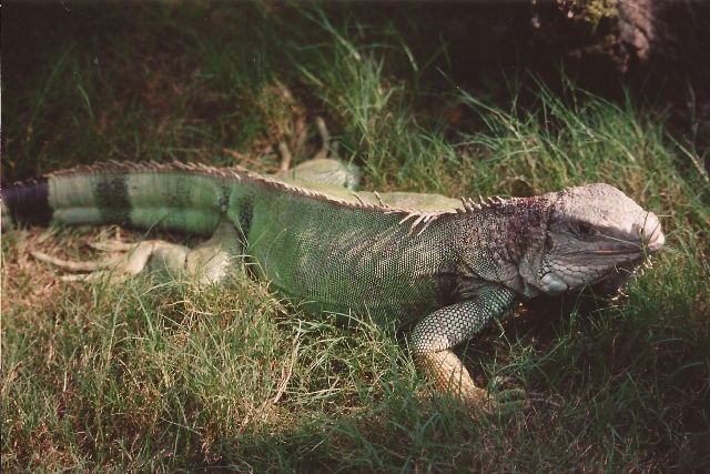 Iguana, specie protetta