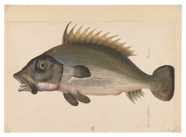 Jacopo Ligozzi Tavole Naturalistiche – I Pesci - Cernia? (Epinephelus guazza) 1577-1587 ca pietra nera naturale, pigmenti policromi di natura organica e inorganica, su carta con imprimitura a bianco di piombo Firenze, Gabinetto Disegni e Stampe degli Uffizi