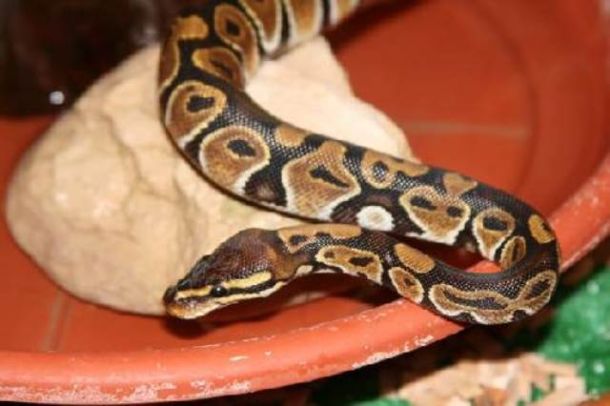Pitone reale fugge da giardino e viene schiacciato da auto in Versilia