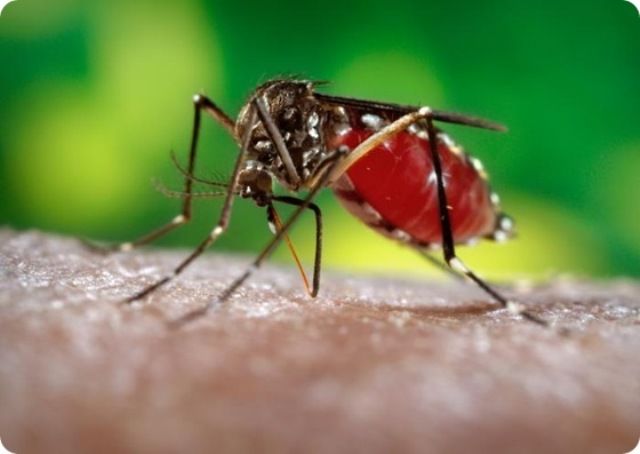 La zanzara della dengue
