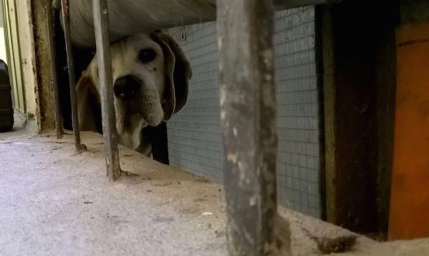 Il cane incastrato nel cunicolo è stato salvato dai pompieri (Foto Vigili del Fuoco)