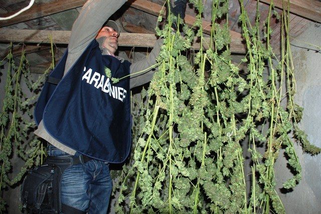 La marijuana veniva coltivata, essiccata e confenzionata in dosi