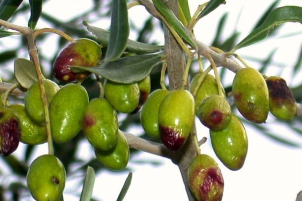 Le conseguenze della mosca olearia