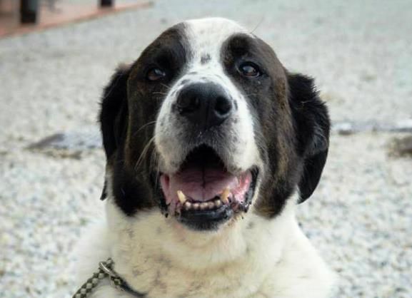 Chiorba, uno dei cani che è proposto in adozione dal parco degli animali di Ugnano