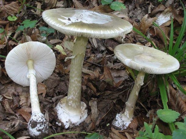 L'Amanita Phalloide colpisce ancora