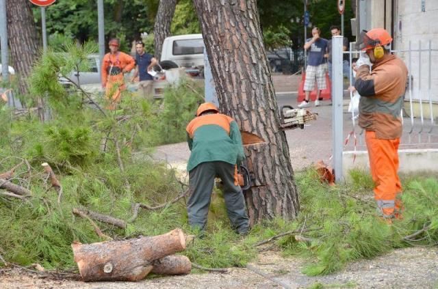 Lavori di riqualificazione degli alberi a Firenze