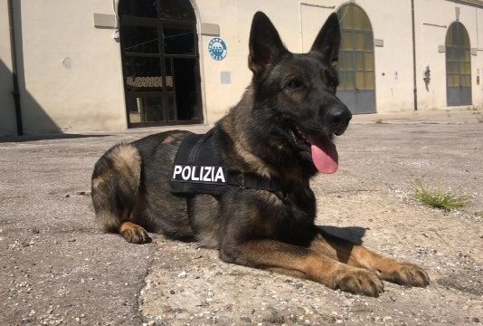 Amper, cane poliziotto antidroga