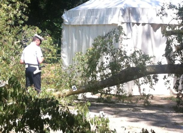 Cascine, rilievi della municipale sul punto di crollo del ramo killer del bagolaro