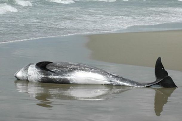 Delfino spiaggiato