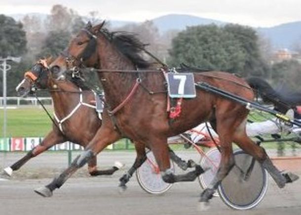 Alcuni dei 18 cavalli da trotto sequestrati