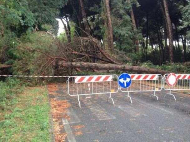 Caduta di alberi in varie zone della Toscana per il forte vento