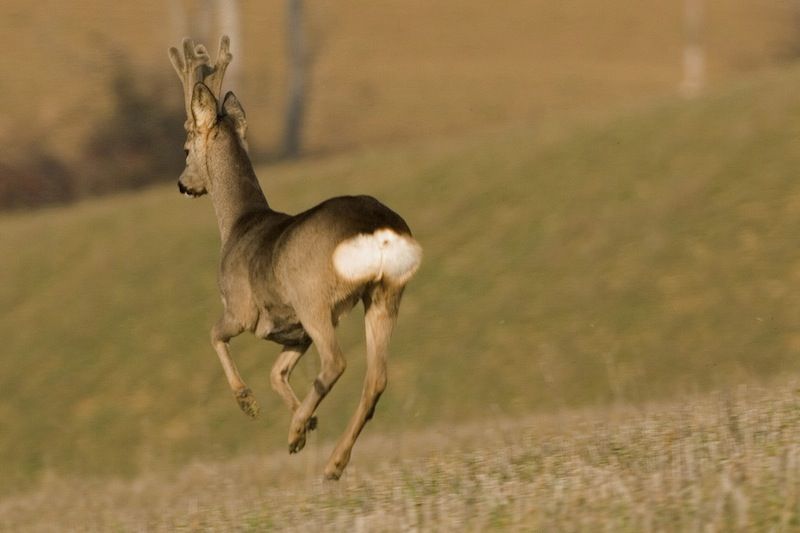 Un capriolo in libertà sulle colline (foto F. Cianchi)