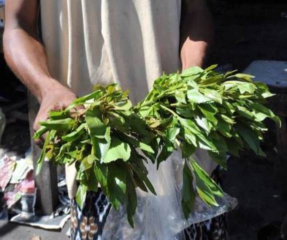 Foglie di khat, potente droga