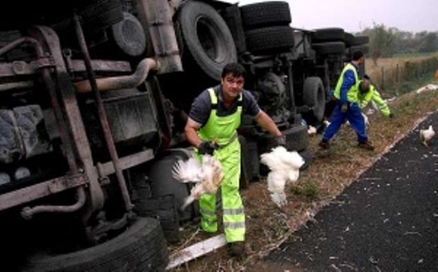 Tir pieno di pollame ribaltato sull'Autopalio