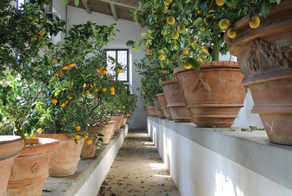 Limonaia del Giardino di Boboli
