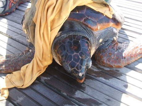La tartaruga marina trovata e liberata dalle reti all'Elba