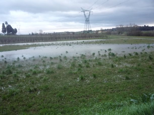 L'Ombrone allaga i campi a Lecore (Foto Marco Bartolommei)