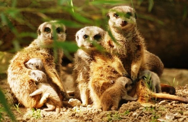 I suricati nati allo zoo di Pistoia