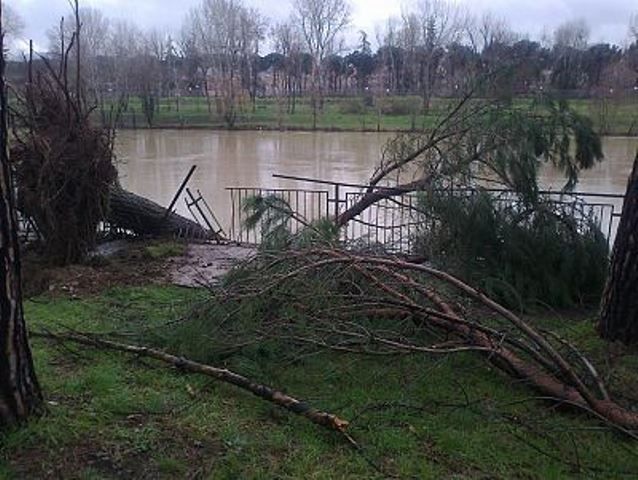 Alberi caduti per il vento sul lungarno a Firenze