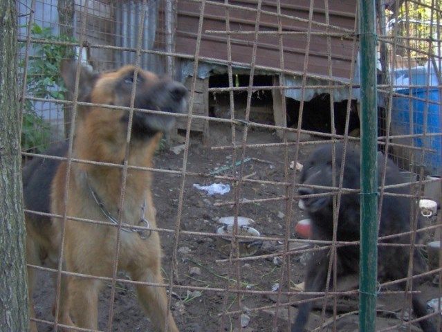 Storia da libro cuore per due cani a Pistoia