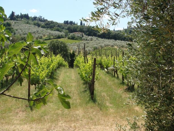 Le vigne di Firenze amate da giovani e ospiti internazionali