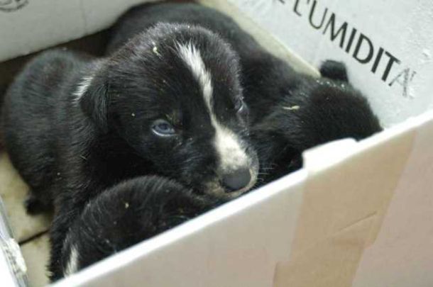 Compravendita di cani dalla Bulgaria, denunce