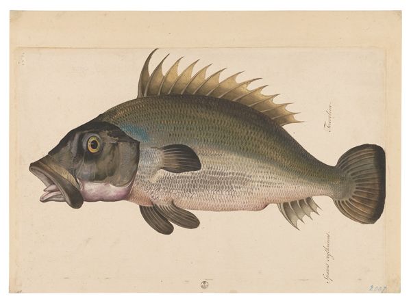 Jacopo Ligozzi Tavole Naturalistiche – I Pesci - Cernia? (Epinephelus guazza) 1577-1587 ca pietra nera naturale, pigmenti policromi di natura organica e inorganica, su carta con imprimitura a bianco di piombo Firenze, Gabinetto Disegni e Stampe degli Uffizi