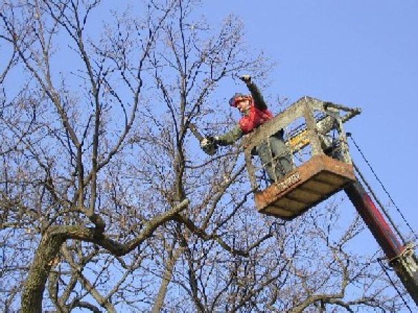 La potatura degli alberi ha mandato in tilt il traffico